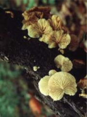 노란고리귀버섯 (Crepidotus circinatus Hesler & A.H. Sm.)