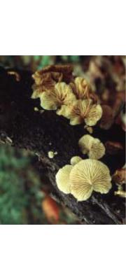 노란고리귀버섯 (Crepidotus circinatus Hesler &amp; A.H. Sm.)