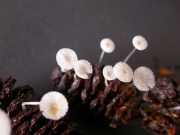 가루털애주름버섯 (Mycena rhenana M. Geest. & Winterh.)