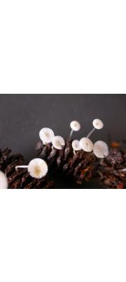 가루털애주름버섯 (Mycena rhenana M. Geest. &amp; Winterh.)