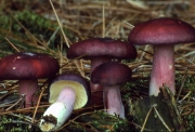 붉은옥수수무당버섯 (Russula sardonia Fr.)