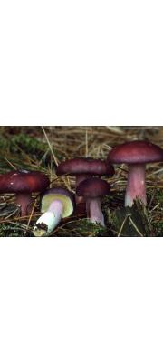 붉은옥수수무당버섯 (Russula sardonia Fr.)