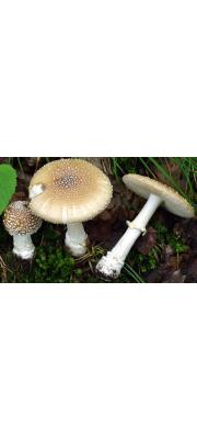 노랑마귀광대버섯 (Amanita pantherina var. lutea Chiu)