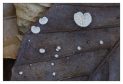 풀귀버섯 (Crepidotus epibryus (Fr.) Quél.  > Crepidotus herbarum (Pk) Sacc. > Pleurotellus graminicola Fayod)