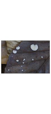풀귀버섯 (Crepidotus epibryus (Fr.) Quél.  > Crepidotus herbarum (Pk) Sacc. > Pleurotellus graminicola Fayod)