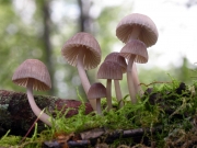 붉은둘레애주름버섯 (Mycena rubromarginata (Fr.) Kumm.)