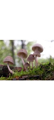 붉은둘레애주름버섯 (Mycena rubromarginata (Fr.) Kumm.)