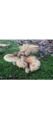 흙무당버섯 (Russula senecis Imai)