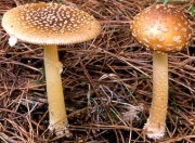 쇠마귀광대버섯 (Amanita parvipantherina Zhu L. Yang, Meiss & Oberw.)