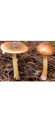 쇠마귀광대버섯 (Amanita parvipantherina Zhu L. Yang, Meiss &amp; Oberw.)