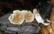땅귀버섯 (Crepidotus geophilus (Murr.) Redhead)