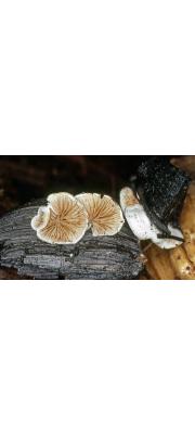 땅귀버섯 (Crepidotus geophilus (Murr.) Redhead)