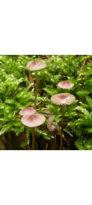 주홍애주름버섯 (Mycena sanguinolenta (Alb.) P. Kumm.)