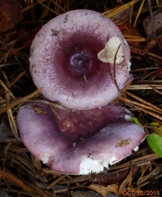 적자색비단무당버섯 (Russula sericeonitens Kauffm.)