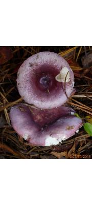 적자색비단무당버섯 (Russula sericeonitens Kauffm.)