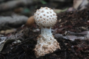 사마귀광대버섯 (Amanita perpasta Corner & Bas)