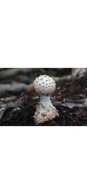 사마귀광대버섯 (Amanita perpasta Corner &amp; Bas)