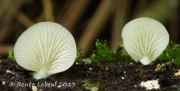 곤약귀버섯 (Crepidotus hygrophanus Murr.)
