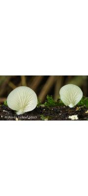 곤약귀버섯 (Crepidotus hygrophanus Murr.)