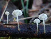 미세꼭지애주름버섯 (Mycena speirea (Fr.) Gill. 미세꼭지애주름버섯(젖꼭지애주름버섯))