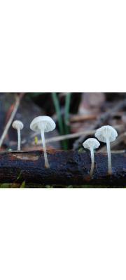 미세꼭지애주름버섯 (Mycena speirea (Fr.) Gill. 미세꼭지애주름버섯(젖꼭지애주름버섯))