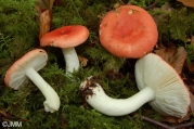 숲무당버섯 (Russula silvestris (Sing.) Reumaux > Russula emetica var. sylvestris Sing.)