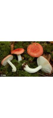 숲무당버섯 (Russula silvestris (Sing.) Reumaux > Russula emetica var. sylvestris Sing.)