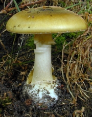 알광대버섯(줄무늬광대버섯) (Amanita phalloides (Fr.) Link  > Amanita phalloides var. striatula Pk.)