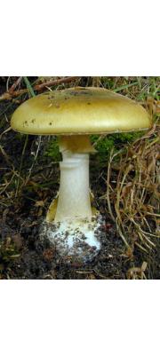 알광대버섯(줄무늬광대버섯) (Amanita phalloides (Fr.) Link  > Amanita phalloides var. striatula Pk.)