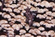 꼬마무리귀버섯 (Crepidotus latifolius Peck)