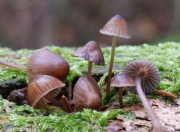 총채애주름버섯 (Mycena stipata M Geest. & Schw.)