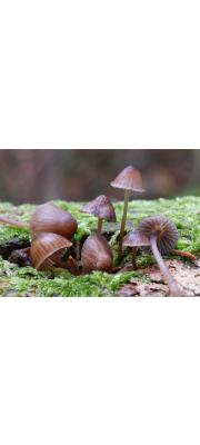 총채애주름버섯 (Mycena stipata M Geest. &amp; Schw.)