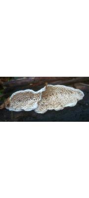 흰주름구멍버섯(흰그물미로버섯) (Antrodia albida (Fr.) Donk  > Daedalea albida)