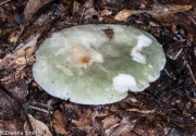 황녹색무당버섯 (Russula simulans Burl.)