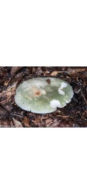 황녹색무당버섯 (Russula simulans Burl.)