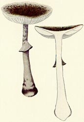 껍질광대버섯 (Amanita pilosella Corner & Bas)
