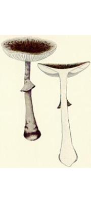 껍질광대버섯 (Amanita pilosella Corner &amp; Bas)