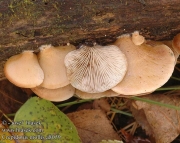 귀버섯(젤리귀버섯) (Crepidotus mollis (Schaeff.) Staude)