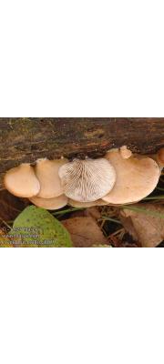 귀버섯(젤리귀버섯) (Crepidotus mollis (Schaeff.) Staude)
