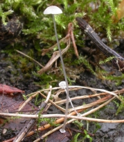 빨판애주름버섯(수레바퀴애주름버섯)) (Mycena stylobates (Pers.) P. Kumm.)