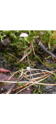 빨판애주름버섯(수레바퀴애주름버섯)) (Mycena stylobates (Pers.) P. Kumm.)
