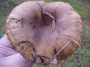 회갈색무당버섯 (Russula sororia Fr.)