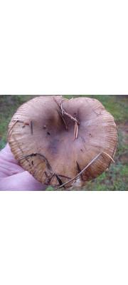 회갈색무당버섯 (Russula sororia Fr.)