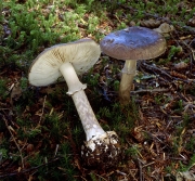 암회색광대버섯 (Amanita porphyria (Alb. & Schw.) Secr.)