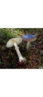 암회색광대버섯 (Amanita porphyria (Alb. &amp; Schw.) Secr.)