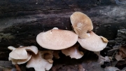 콩팥노란귀버섯 (Crepidotus nephrodes (Berk. & Curt.) Sacc.)