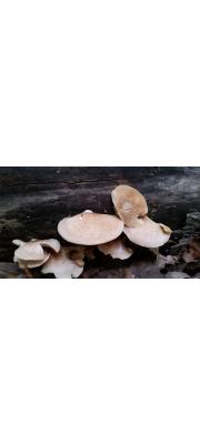 콩팥노란귀버섯 (Crepidotus nephrodes (Berk. &amp; Curt.) Sacc.)
