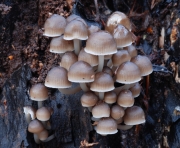 잔다리애주름버섯 (Mycena tintinnabulum (Batsch) Quél.)