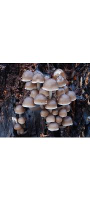 잔다리애주름버섯 (Mycena tintinnabulum (Batsch) Quél.)