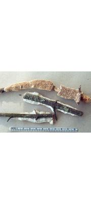 그물주름구멍버섯(그물미로버섯) (Antrodia heteromorpha (Fr.) Donk  > Daedalea heteromorpha Fr.)